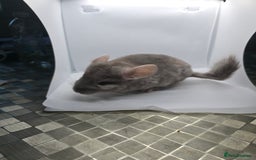 Chinchilla rodents for sale: Gorgeous Hetero beige and standard  kits  - Image 1