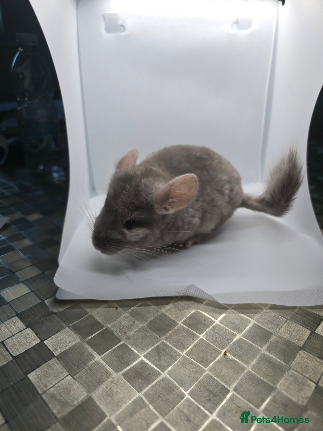 Chinchilla rodents for sale: Gorgeous Hetero beige and standard  kits  - Image 1