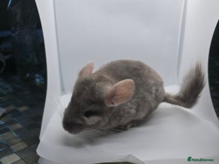 Chinchilla rodents - Advert 7