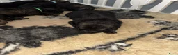 German Shepherd dogs for sale: KC Czech working line German shepherd puppies  - Advert 22