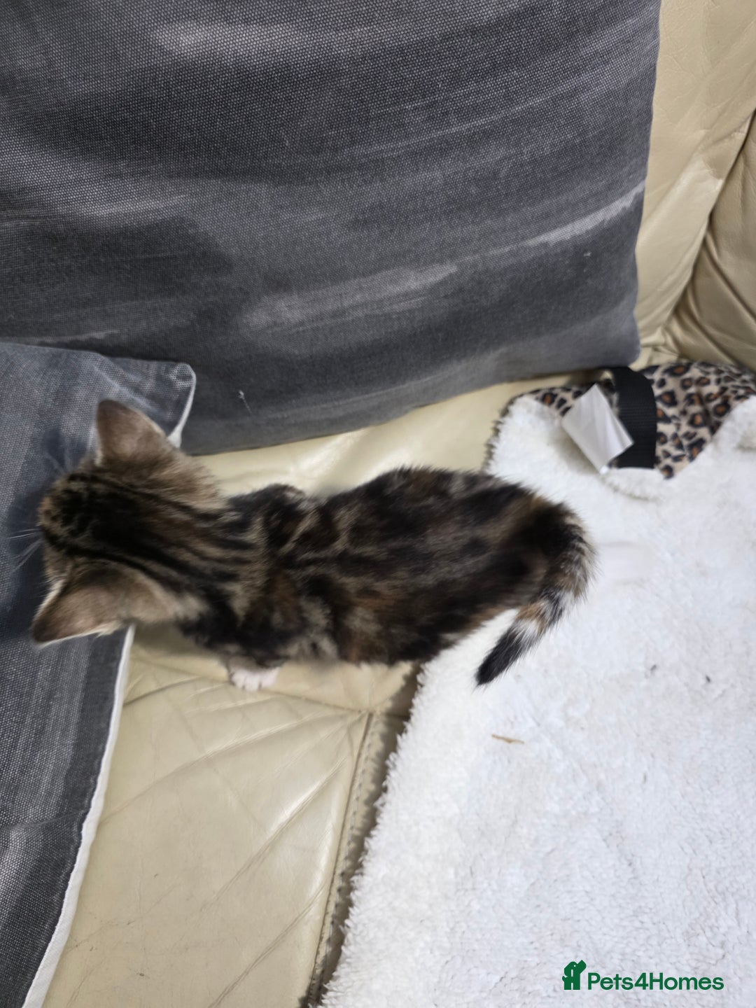 British Shorthair cats for sale: Rare ginger females. 1 male. British shorthair - Advert 10