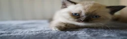 British Shorthair cats for sale: 🌟GCCF BSH Kittens Beautiful Variety of Colours 🌟 - Advert 28
