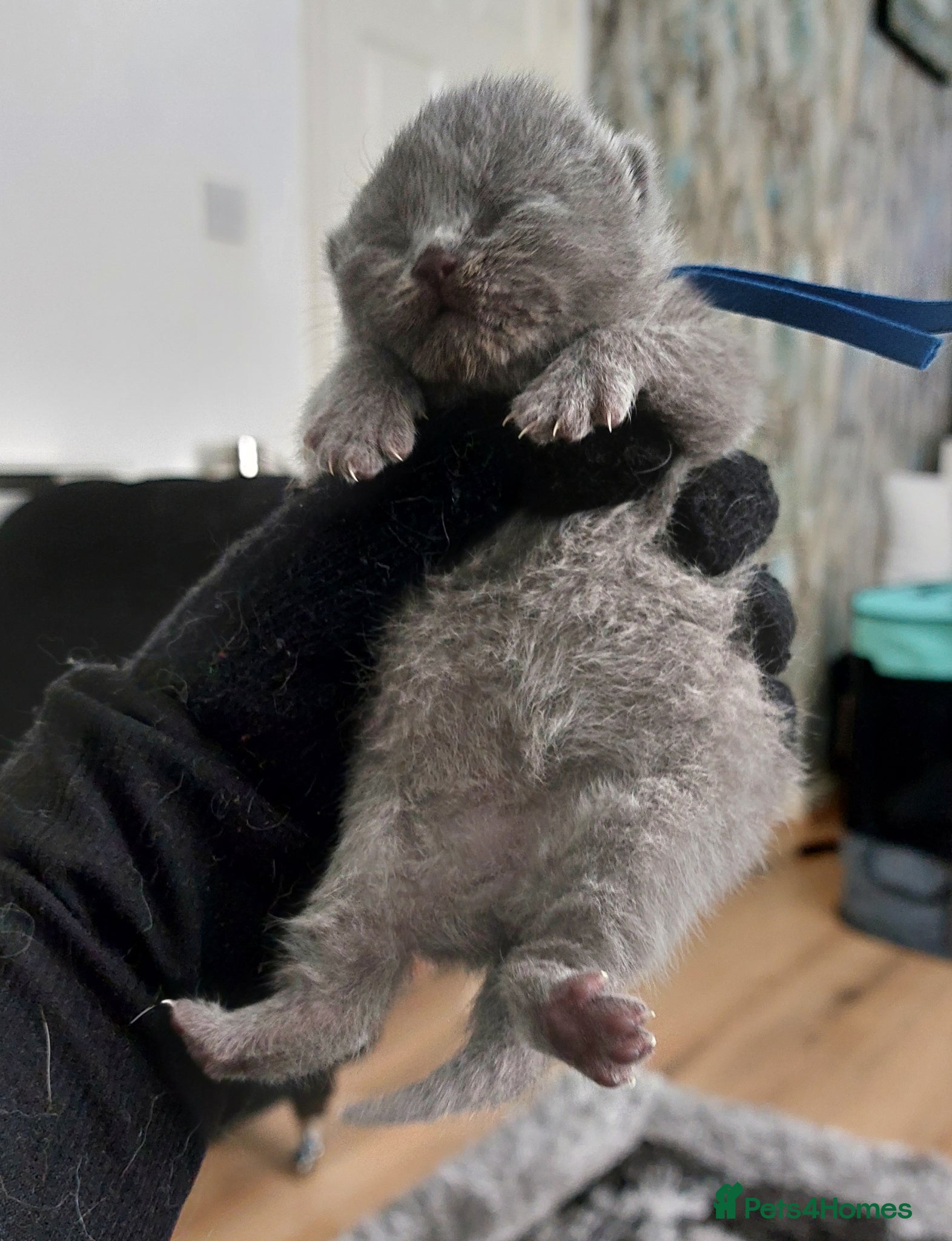 British Shorthair cats ❤️‍🔥PRESTIGIOUS🏆CHAMPION SIRED KITTENS! - Advert 2