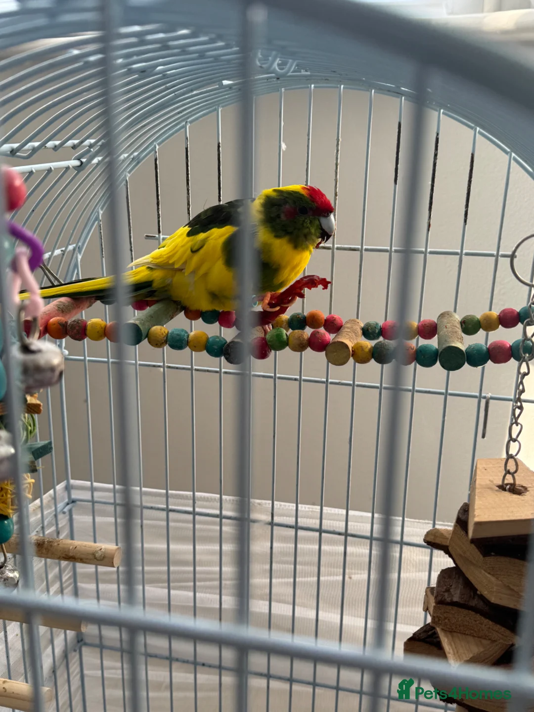 Parakeets birds for sale: Kakarikis - Advert 2