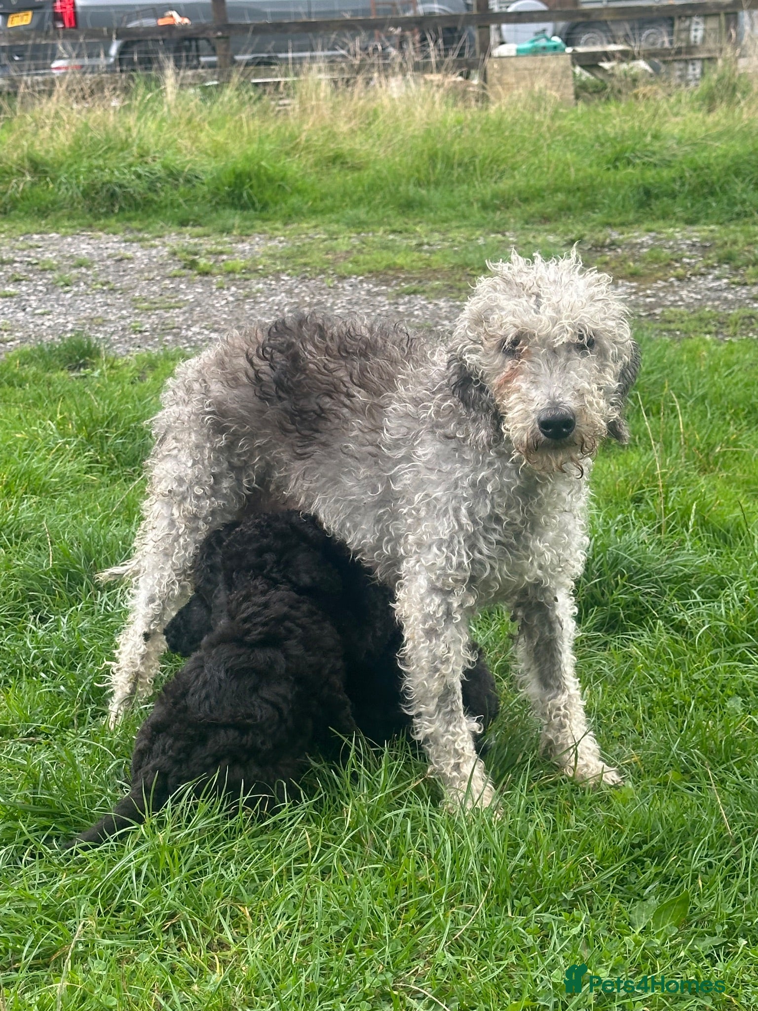 Bedlington Terrier dogs Bedlington puppies old fashioned line - Advert 1