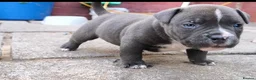 American Bully dogs for sale: American Bully Pocket Puppies ready for new Homes - Advert 3