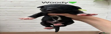 Woody