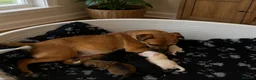 Jack Russell dogs for sale: Jack tussle puppies  in Maldon - Advert 1
