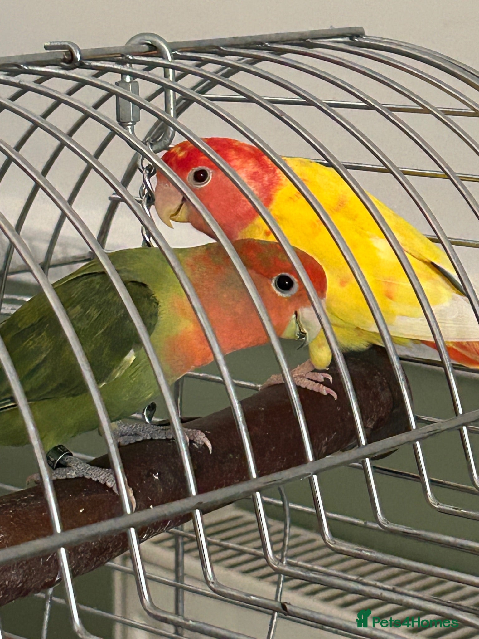 Lovebirds birds Pair of bonded Lovebirds - Advert 2