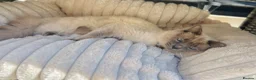 Ragdoll cats for sale: Ragdoll kittens  - Advert 14