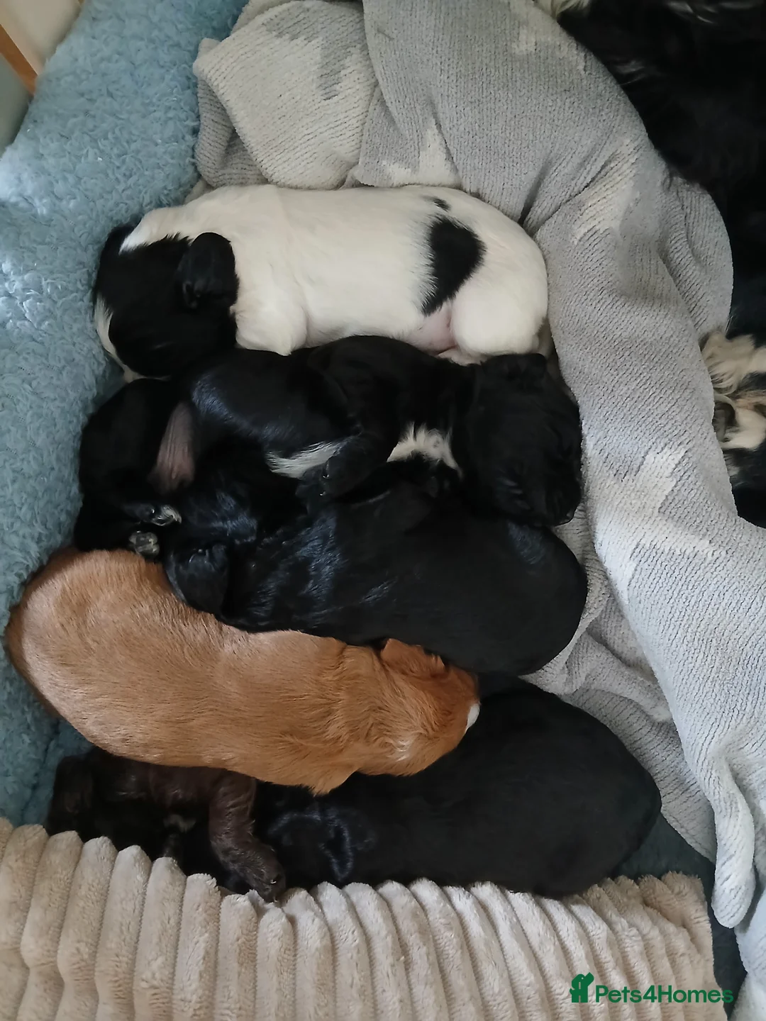 Cocker Spaniel dogs for sale: Beautiful pedigree cocker spaniel puppies  - Advert 1