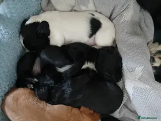 Cocker Spaniel dogs Beautiful pedigree cocker spaniel puppies - Advert 4