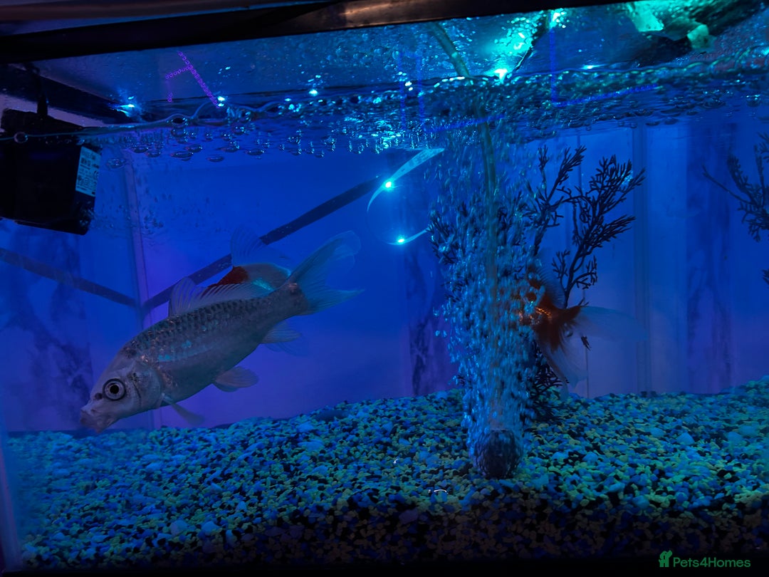 Koi Carp fish for sale: Koi ( only the silver one)  - Advert 3