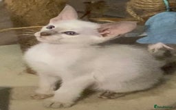 Oriental cats for sale: Oriental kitten - Image 7