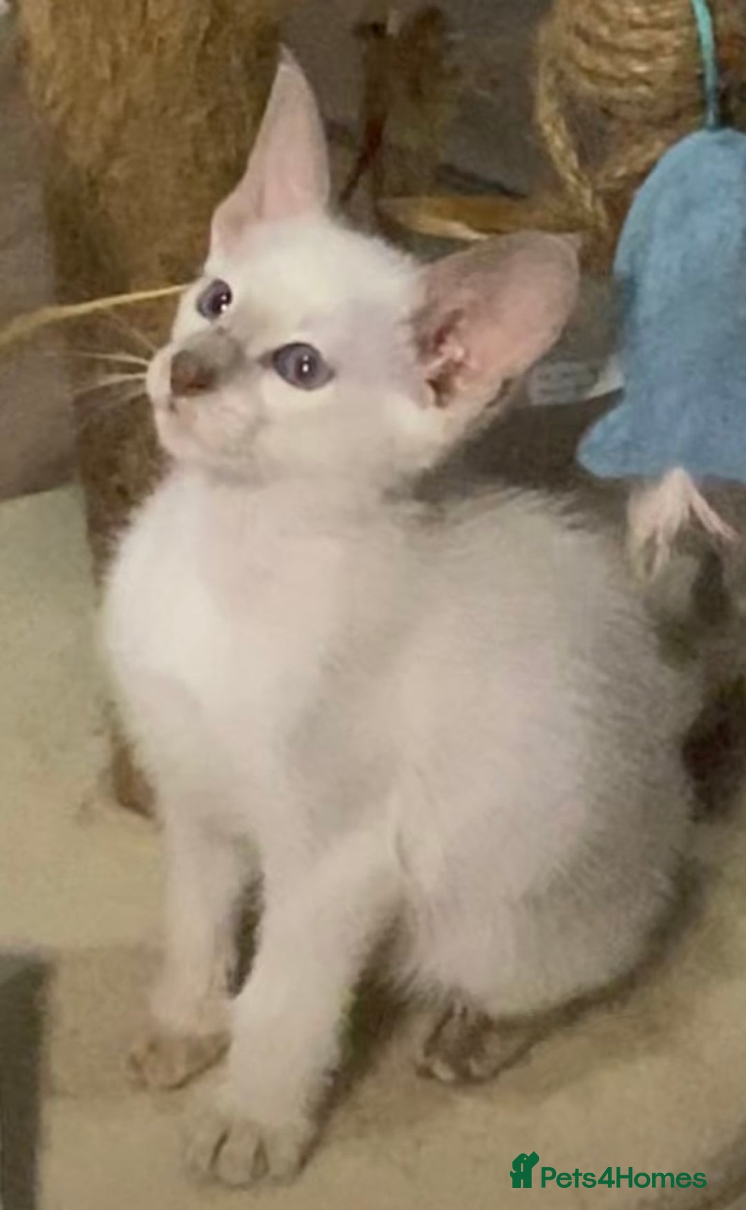Oriental cats for sale: Oriental kitten - Image 7