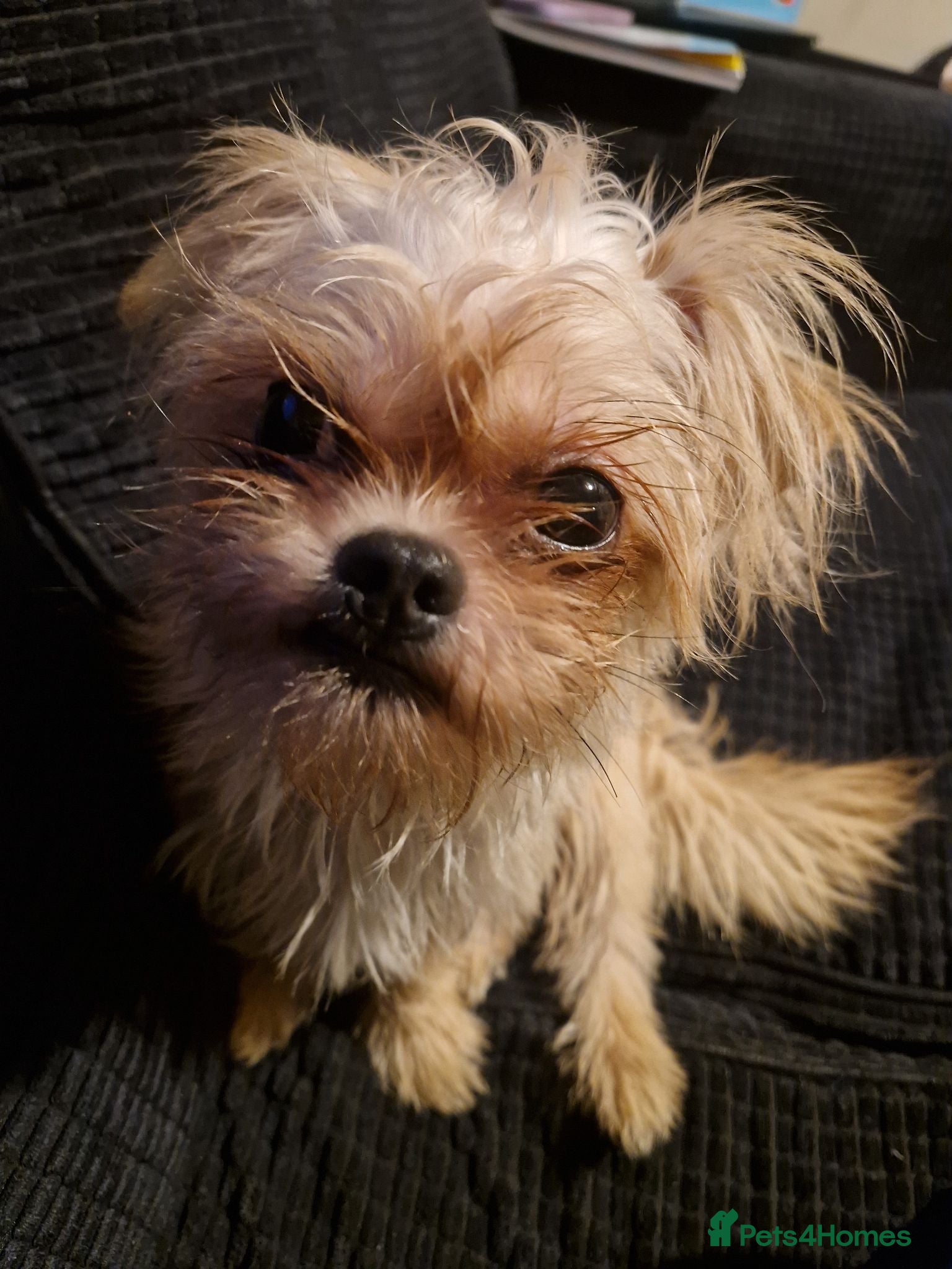 Mixed Breed dogs Male pup for sale  - Advert 1