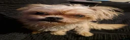 Mixed Breed dogs for sale: Male pup for sale  - Advert 1
