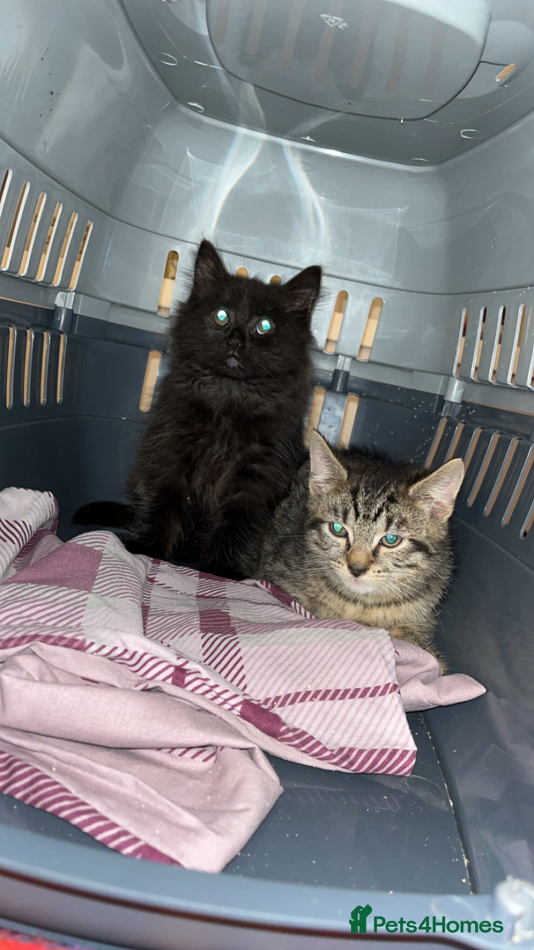 Mixed Breed cats for sale: Last of litter looking for a home - Image 3