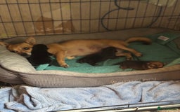 Chug dogs for sale: Beautiful chugs - Image 3