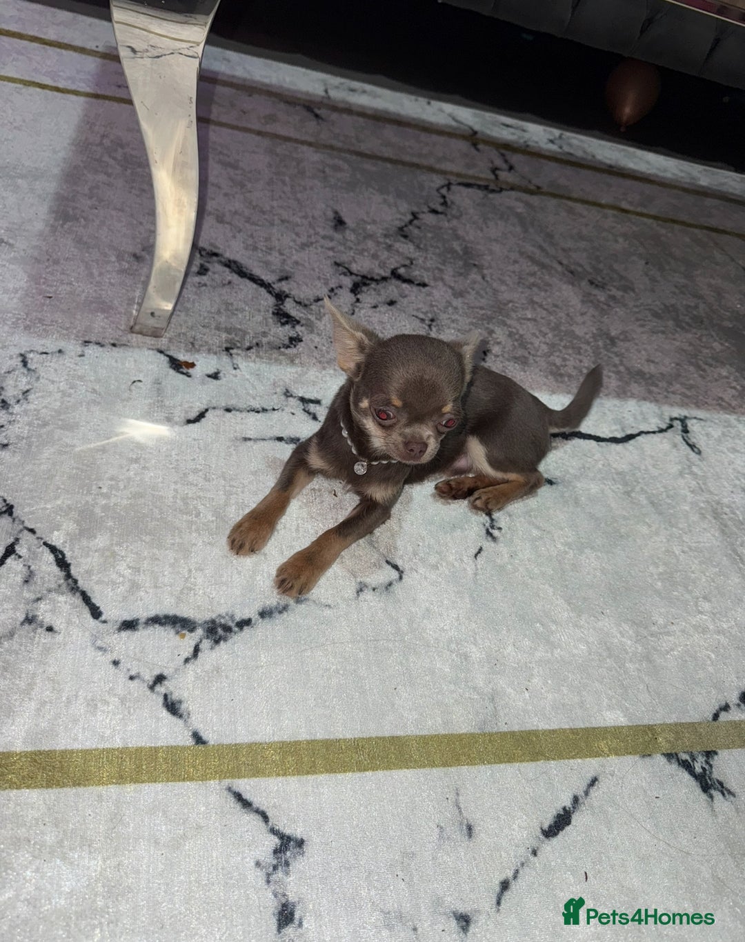 Chihuahua dogs for sale: Gorgeous lilac and tan chihuahua puppy  - Advert 1