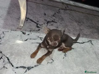 Chihuahua dogs Gorgeous lilac and tan chihuahua puppy - Advert 6