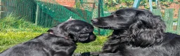 Cocker Spaniel dogs for sale: KC Registered Working Cocker Spaniel Puppies - Advert 12