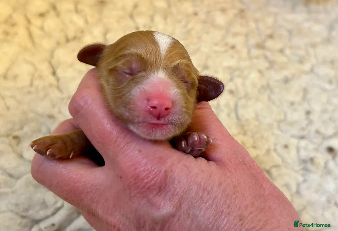 Double Doodle dogs for stud: Australian Double Doodle Stud in Swadlincote - Advert 21