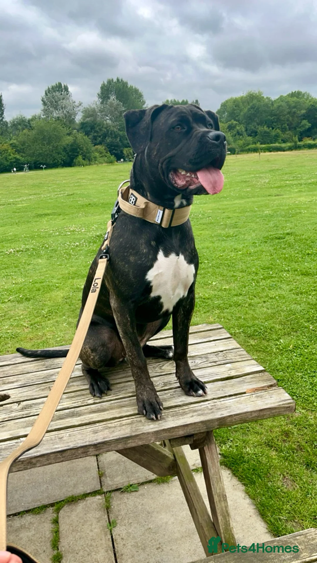 Mixed Breed dogs for sale: CaneCorso X Bully puppy’s  - Advert 14