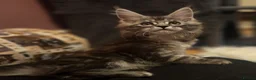 Maine Coon cats for sale: Mainecoon Kittens Tica Reg - Advert 8