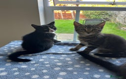 Mixed Breed cats for sale: 4 x Beautiful Adorable Kittens *Ready Now* - Image 12