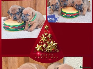 Staffordshire Bull Terrier dogs SHOW QUAILTY RED STAFF PUPPIES COI 2.9% 🐶 🔥🔥😍 - Advert 15