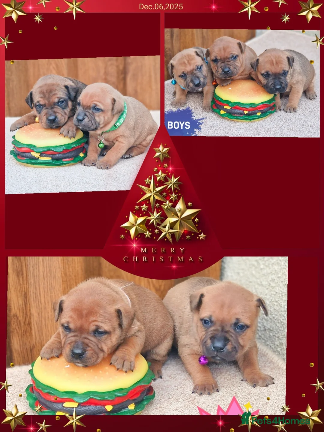 Staffordshire Bull Terrier dogs for sale: SHOW QUAILTY RED STAFF PUPPIES COI 2.9% 🐶 🔥🔥😍 - Advert 4