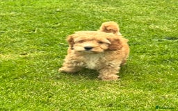 Cockapoo dogs for sale: TOY COCKAPOO PUPPIES  - Image 7