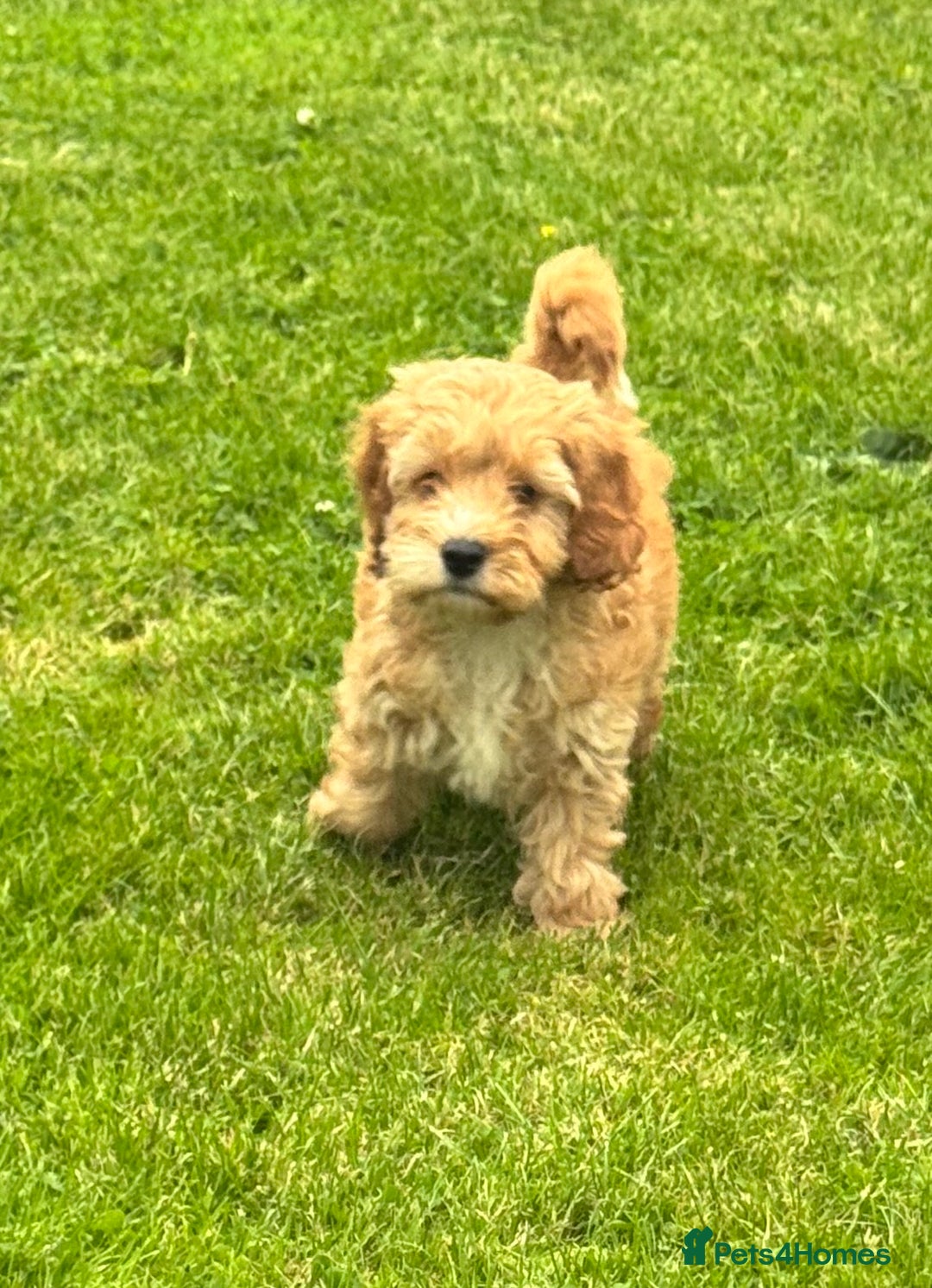 Cockapoo dogs for sale: TOY COCKAPOO PUPPIES  - Image 7