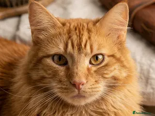 Mixed Breed cats Mixed breed Maincoone Cat - Advert 1