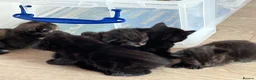 Domestic Shorthair cats for sale: Black Tabby Kittens and Tortoiseshell Kitten in Oldham - Advert 11