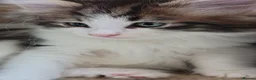 Norwegian Forest Cat cats for sale: Beautiful pedigree Norwegian Forest kittens  - Advert 30