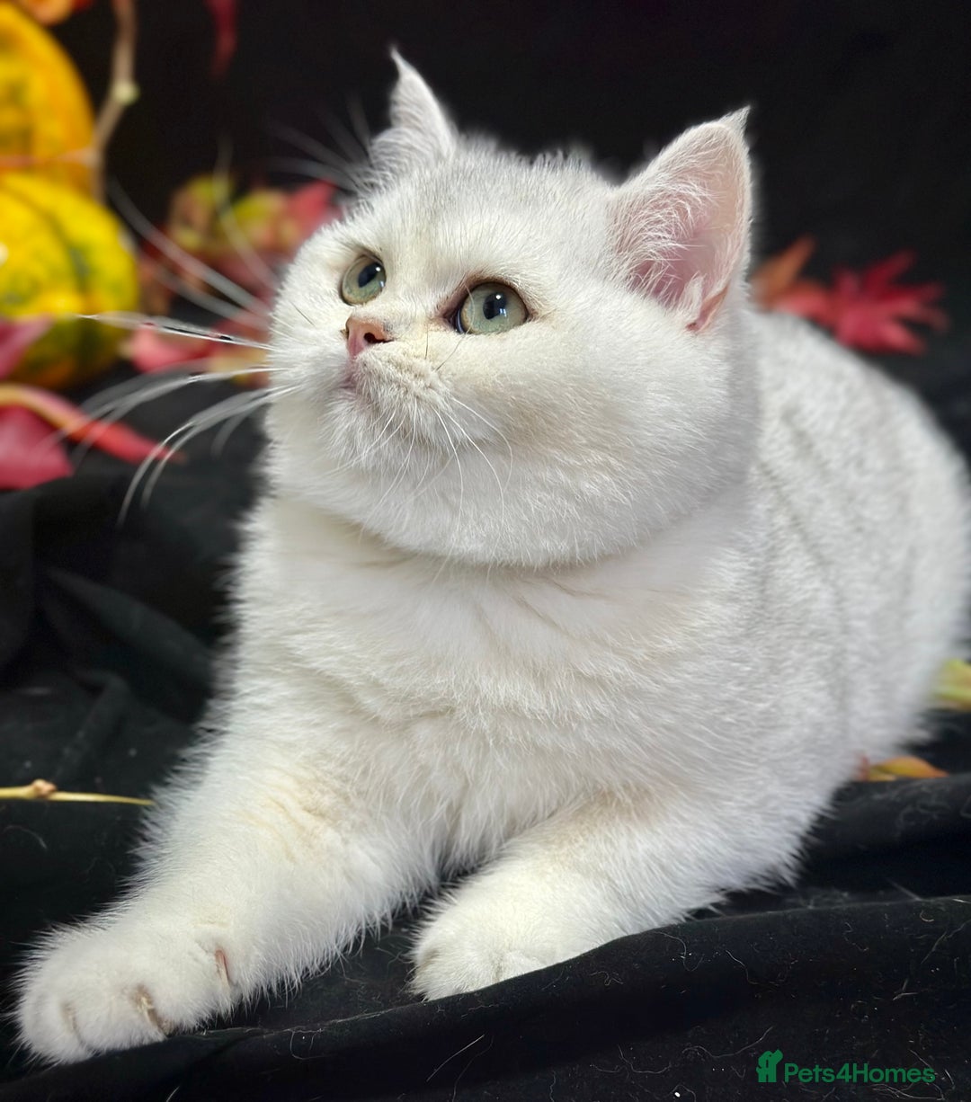 British Shorthair cats for sale: Tica British short hair kittens  - Image 2
