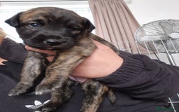 Whippet dogs for sale: Whippet puppies for sale  - Image 7