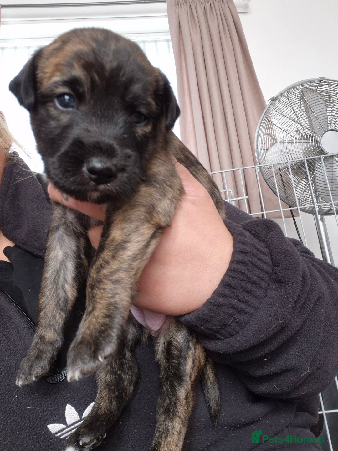 Whippet dogs for sale: Whippet puppies for sale  - Image 7