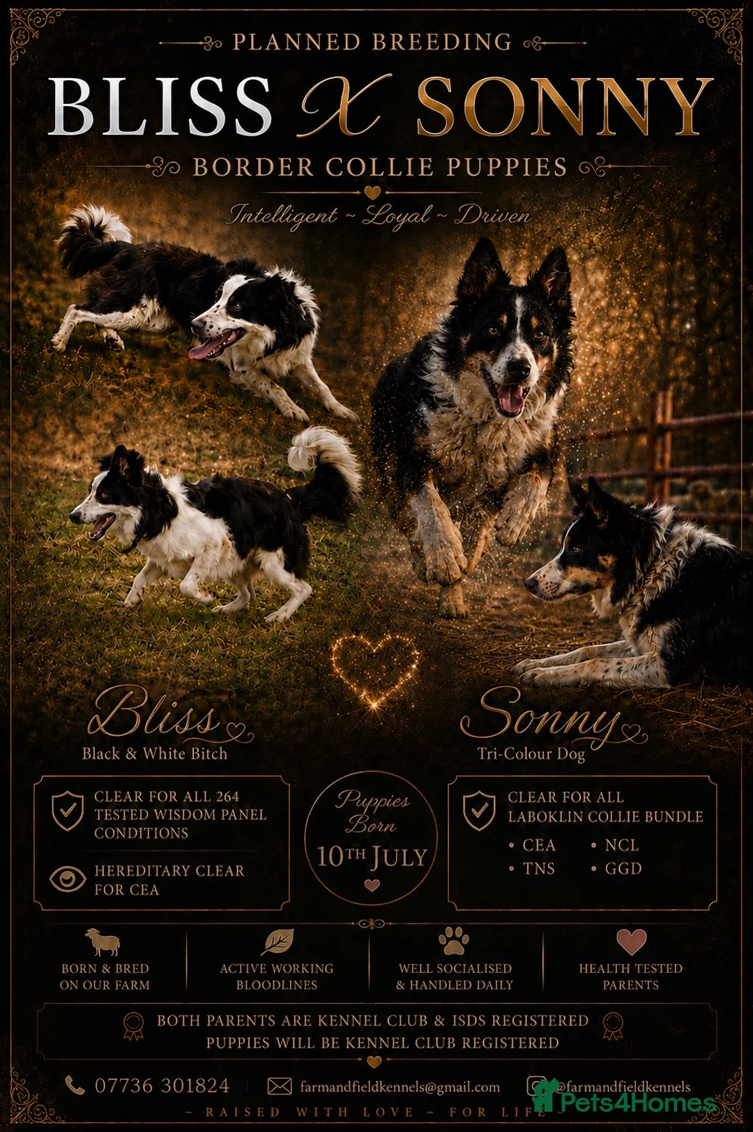 Border Collie dogs for sale: Gorgeous Border collie pups. KC registered.  - Advert 1