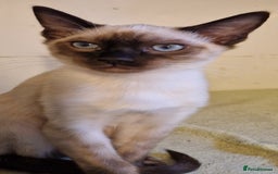 Mixed Breed cats for sale: Bengamese kittens, Bengal/Siamese mix  - Image 13