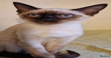 Mixed Breed cats - Advert 5