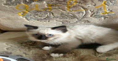 Ragdoll cats - Advert 1