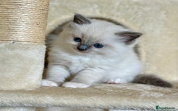Ragdoll cats for sale: Exceptional Quality Ragdoll Kittens  - Image 2