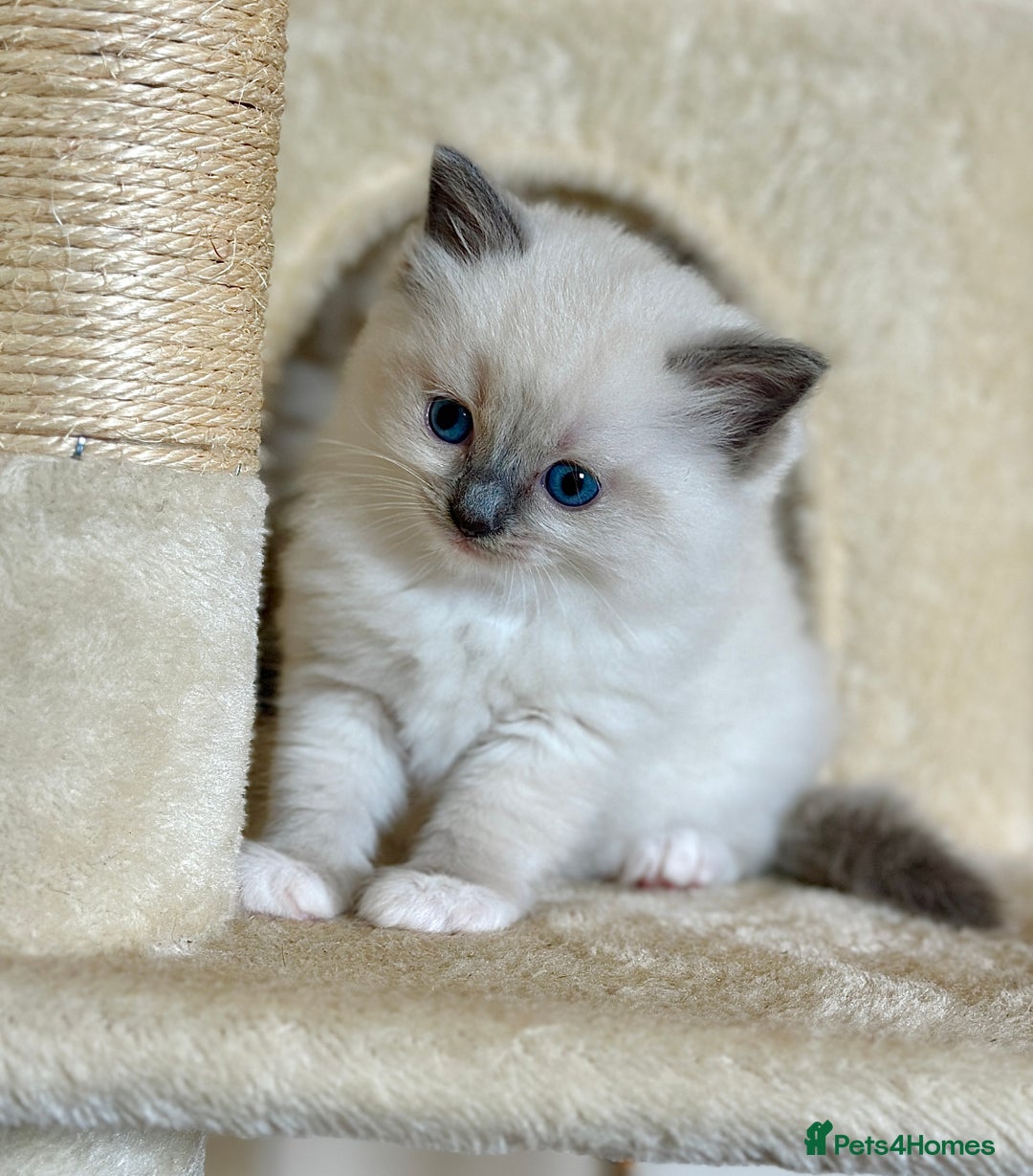 Ragdoll cats for sale: Exceptional Quality Ragdoll Kittens  - Image 2