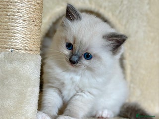 Ragdoll cats - Advert 11