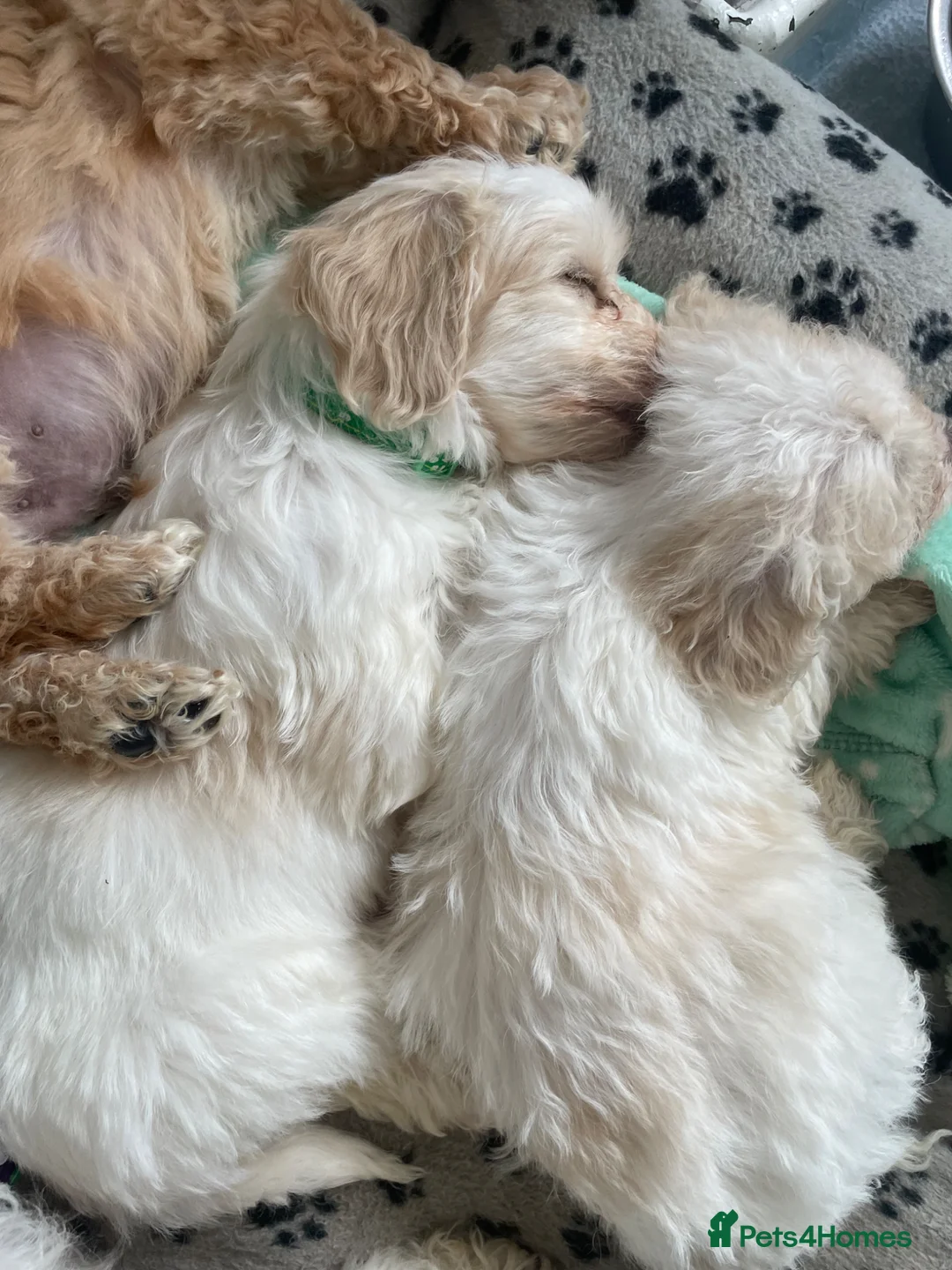 Cavapoo dogs for sale: Beautiful Male Cavapoo puppy - Advert 6