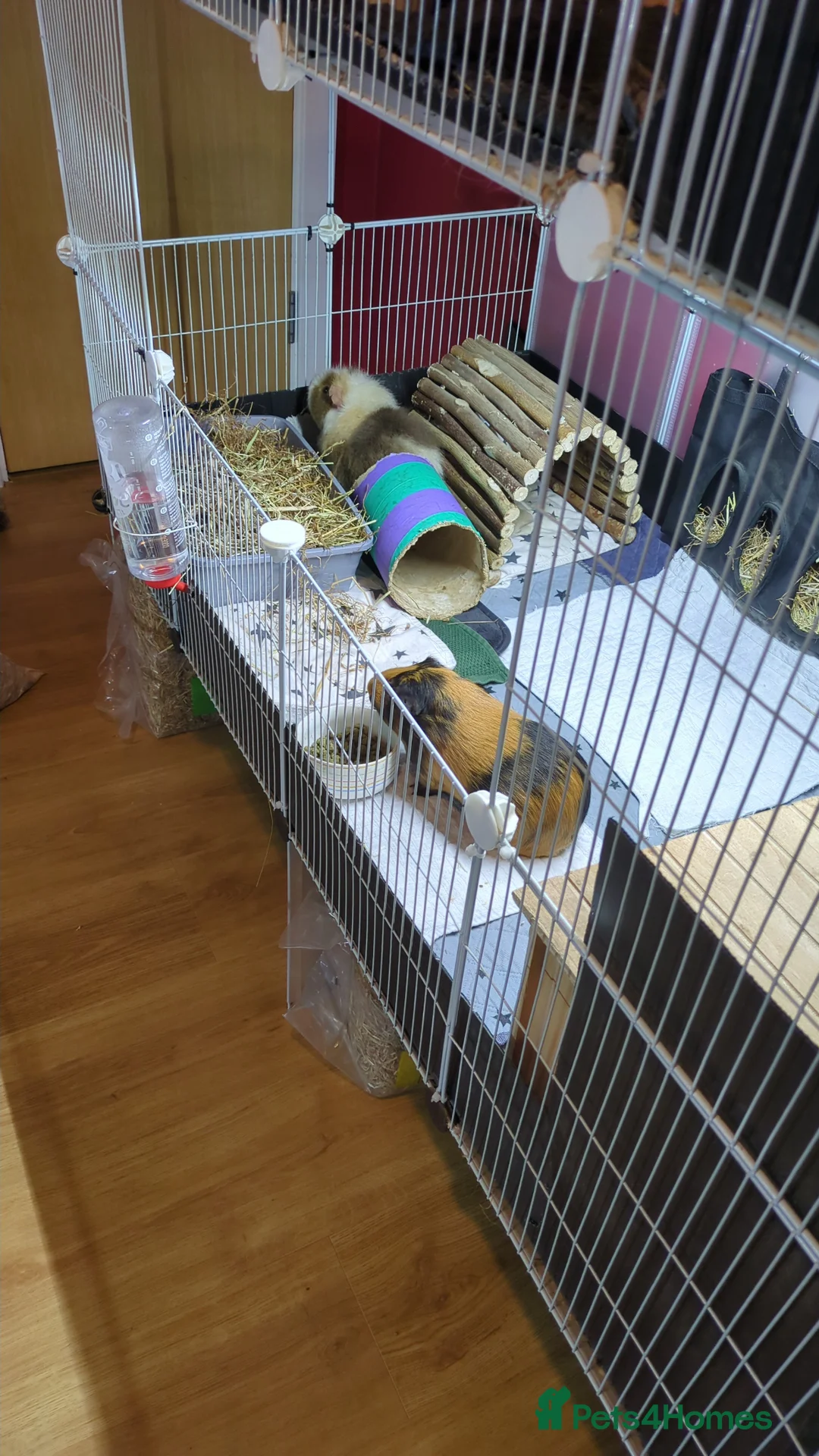 Guinea Pig rodents for sale: Male and female guinea pigs in Glasgow - Advert 1