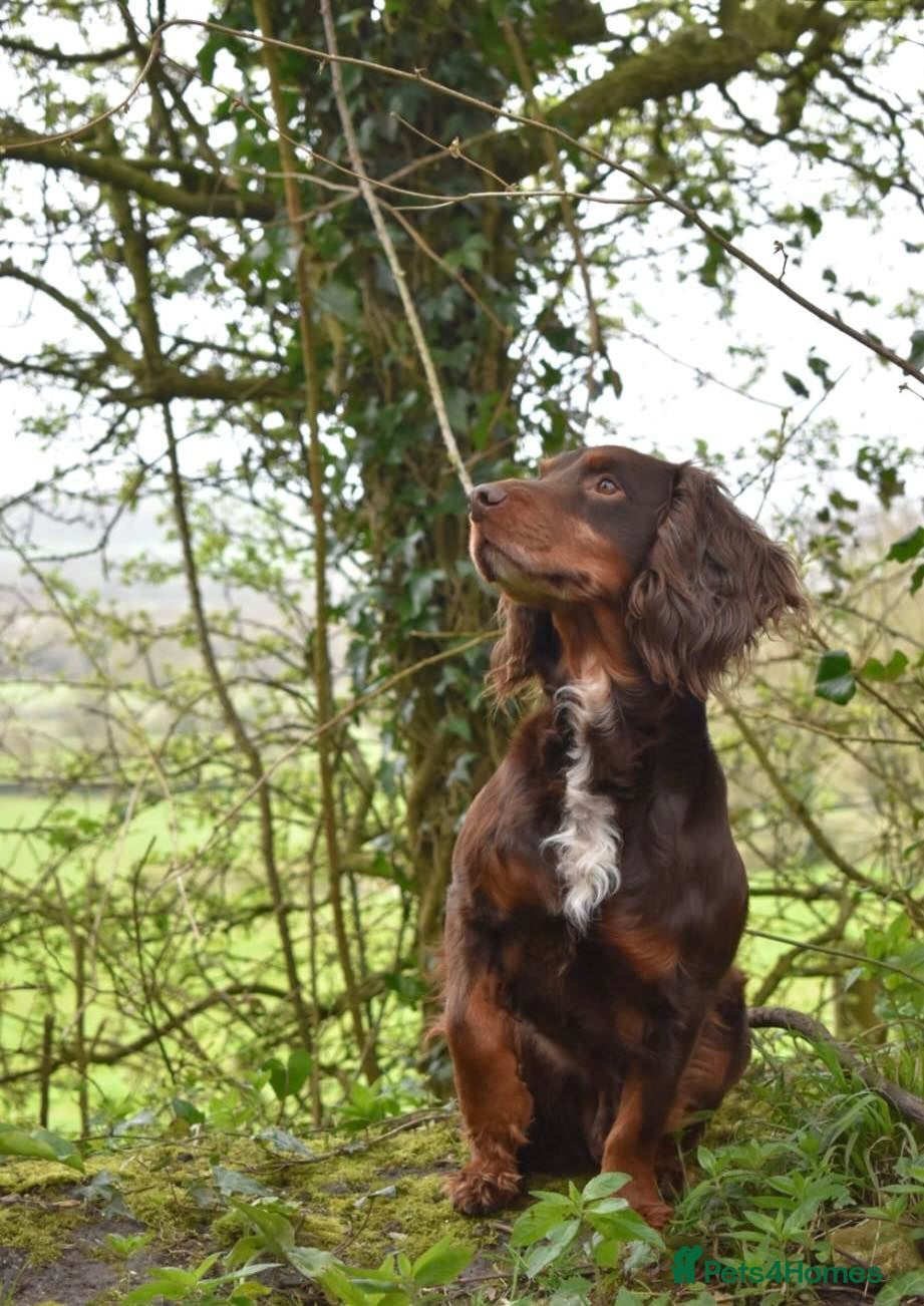 Cocker Spaniel dogs Liver n Tan working cocker. Clear AMS, PP PRA, FN. - Advert 22
